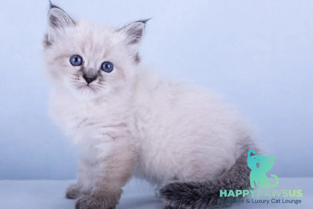 Ivi Siberian female black tabby pointed - live animals