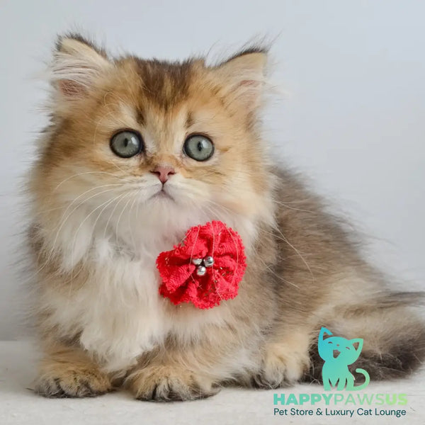 Ivie Munchkin female black golden ticked tabby - live animals