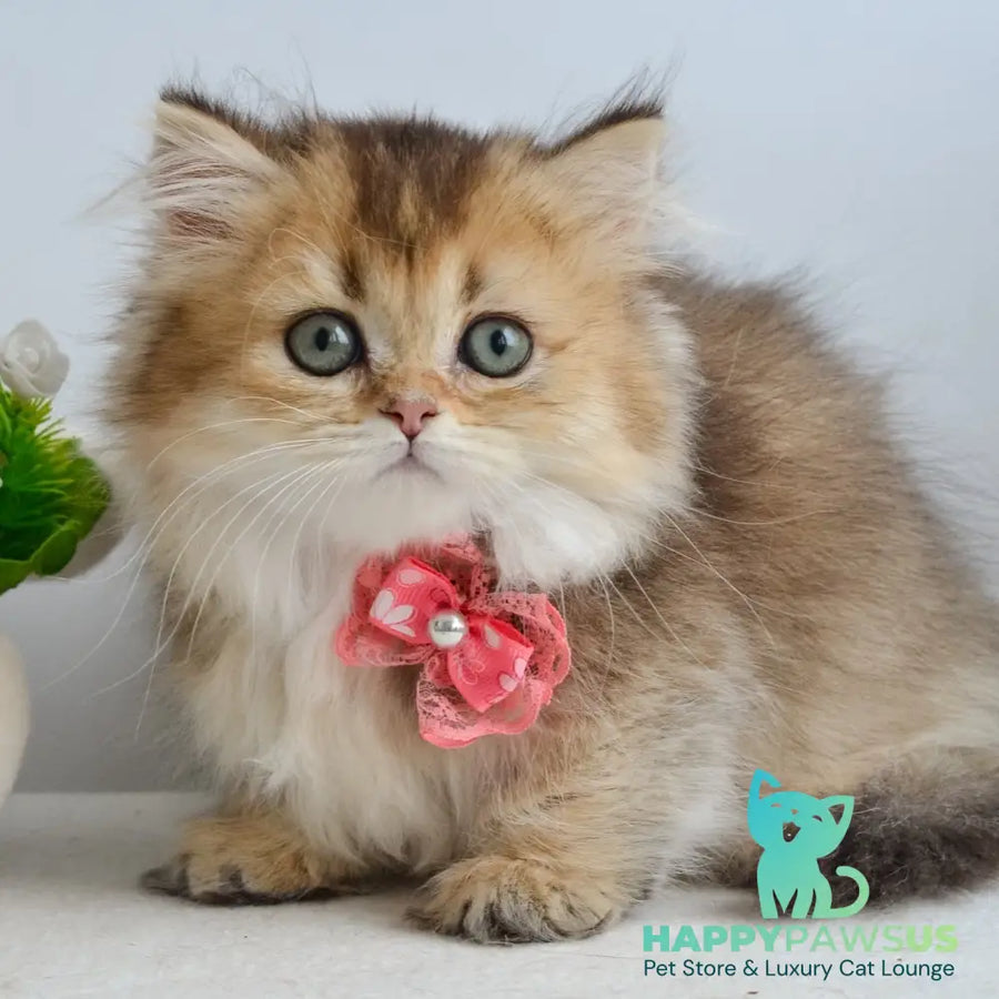 Ivie Munchkin female black golden ticked tabby - live animals