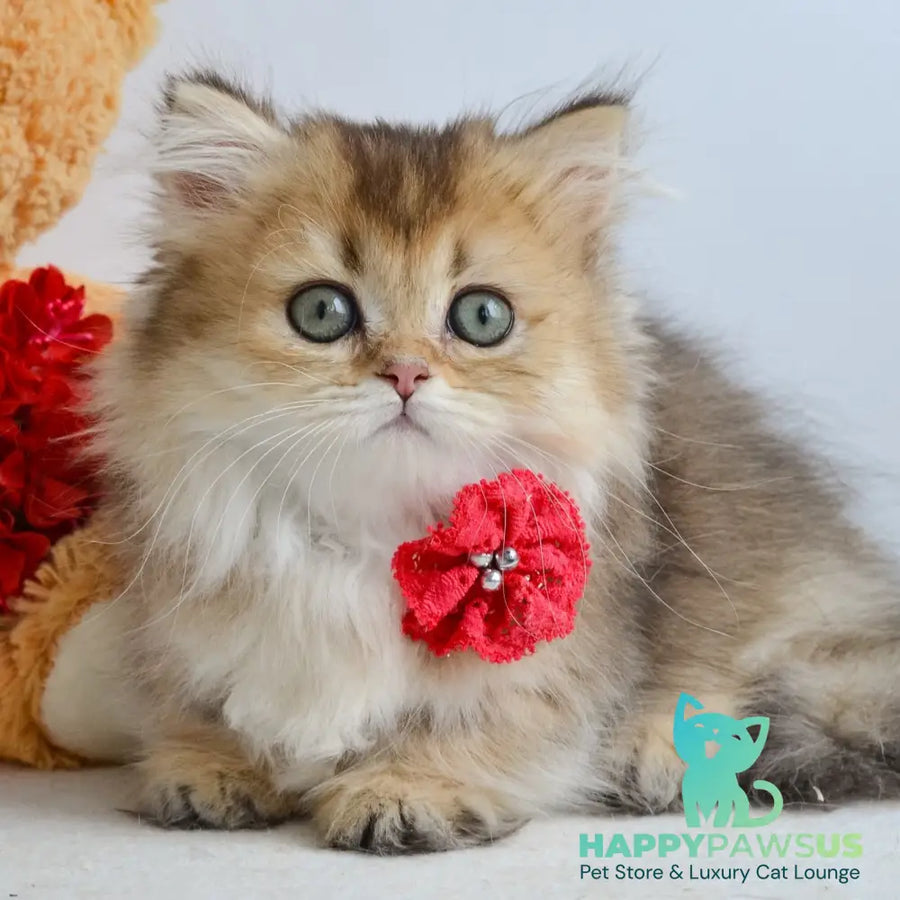 Ivie Munchkin female black golden ticked tabby - live animals