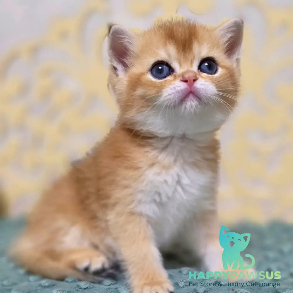 Ivlin Scottish Straight male black golden shaded - live animals