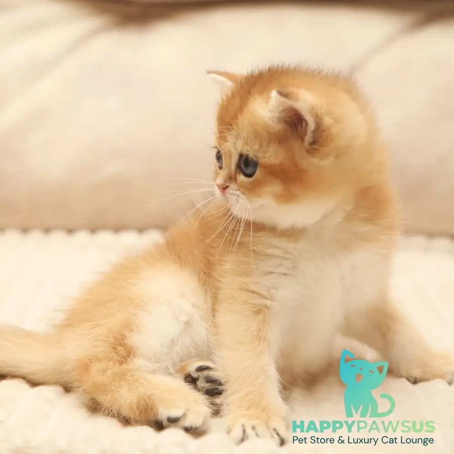 Ivlin Scottish Straight male black golden shaded - live animals