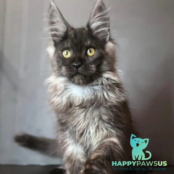 Ivo Maine Coon male black silver - live animals