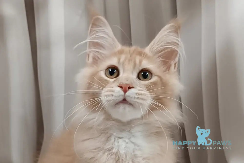 Ivo Maine Coon male cream live animals