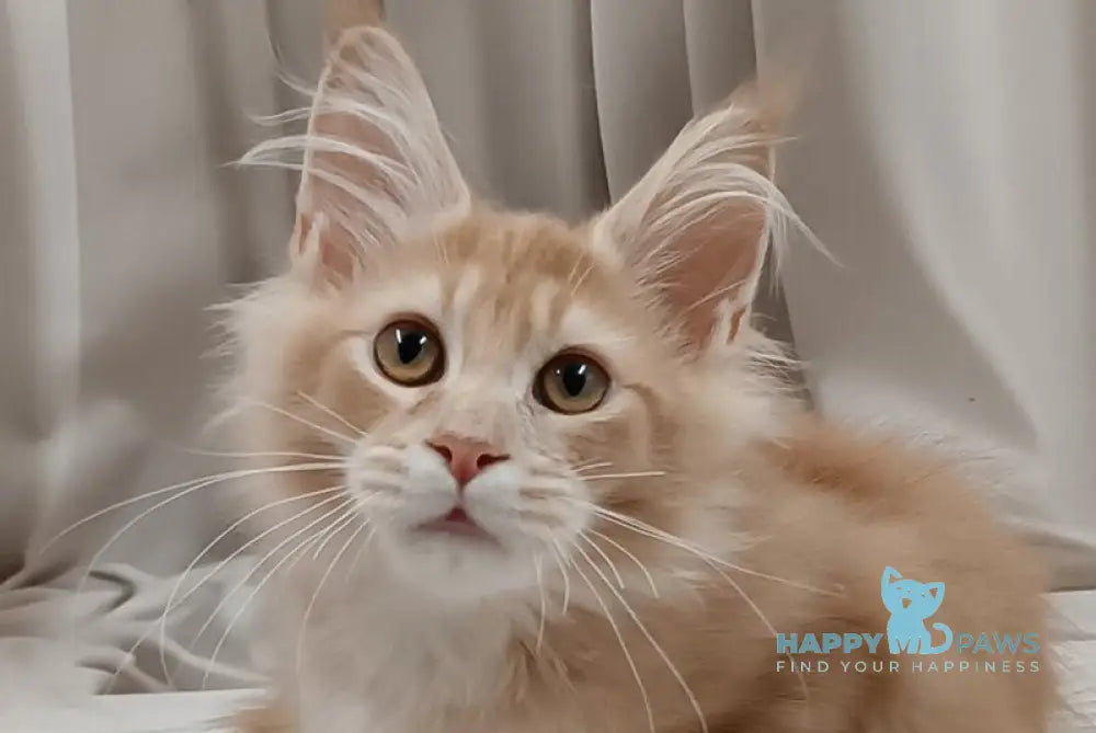 Ivo Maine Coon male cream live animals