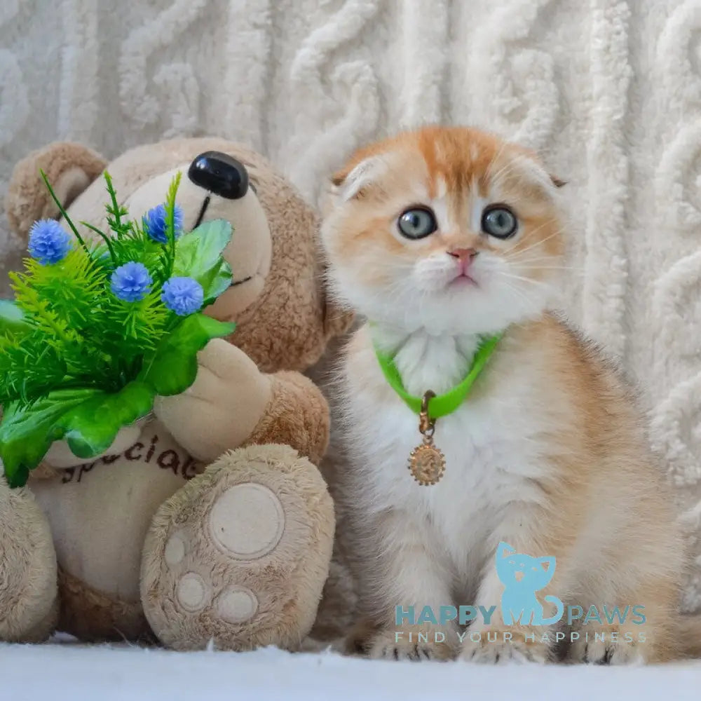 Ivo Scottish Fold male black golden shaded live animals