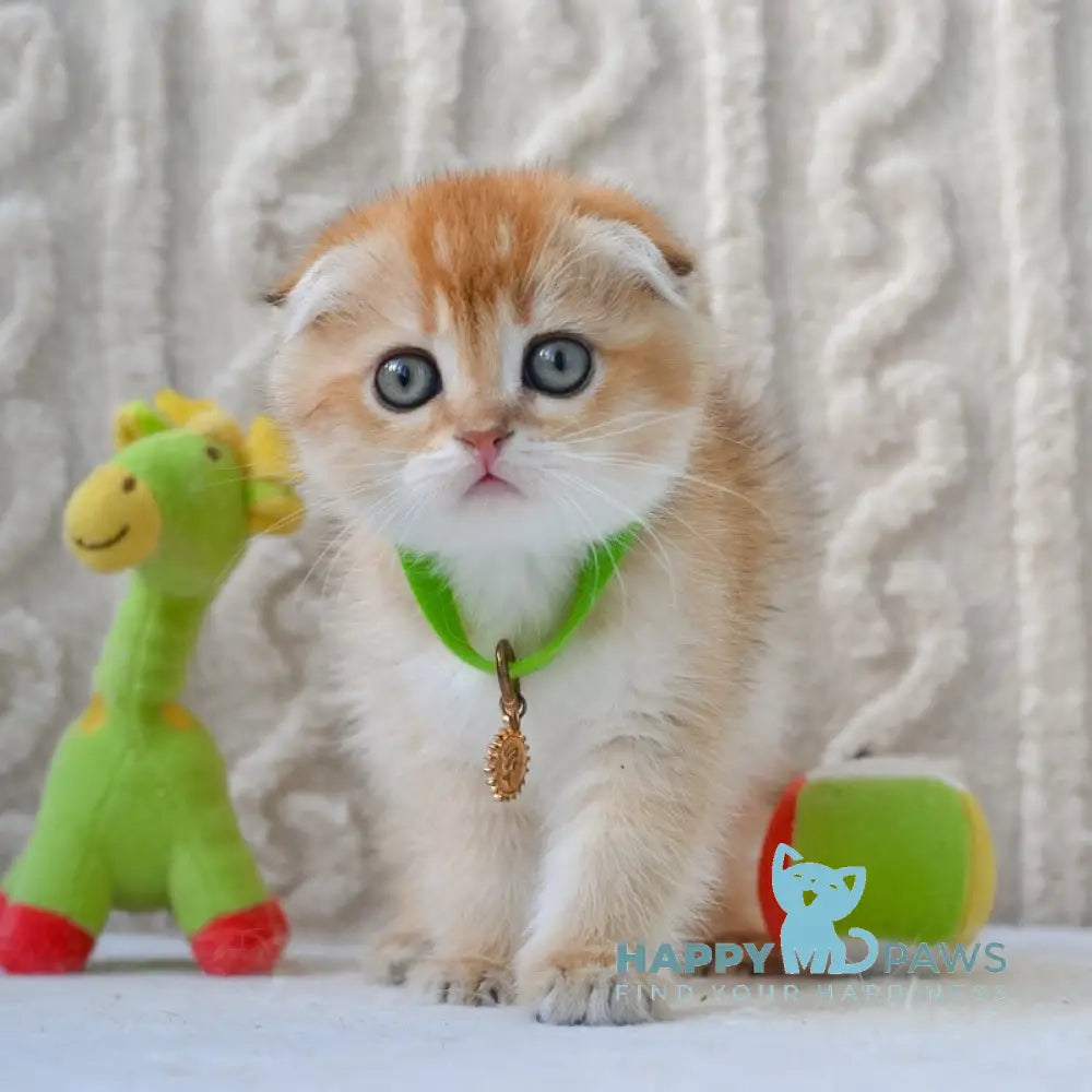 Ivo Scottish Fold male black golden shaded live animals