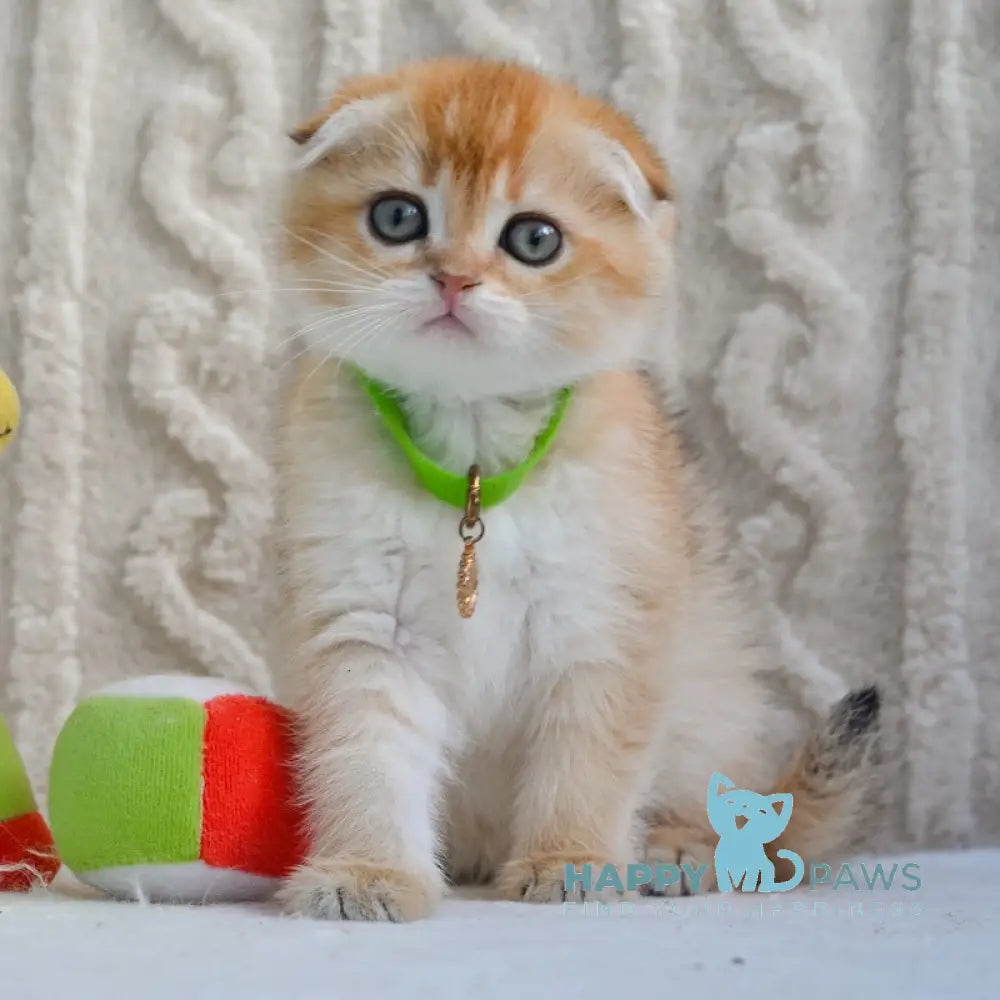 Ivo Scottish Fold male black golden shaded live animals