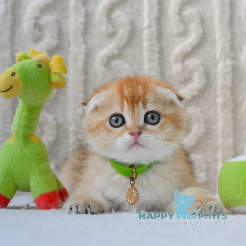 Ivo Scottish Fold male black golden shaded live animals