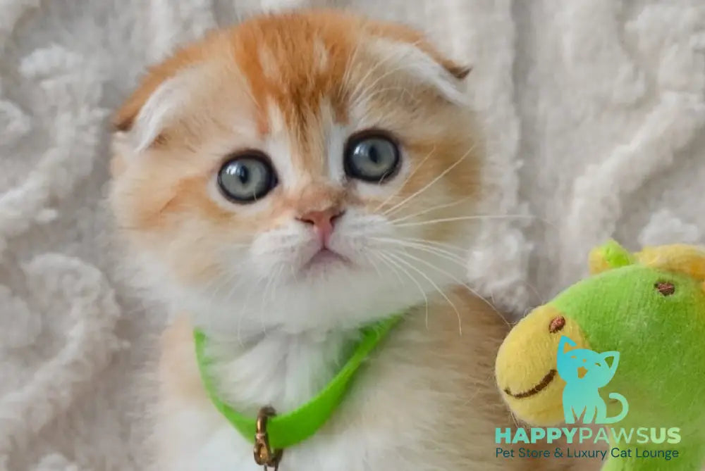 Ivo Scottish Fold male black golden shaded live animals