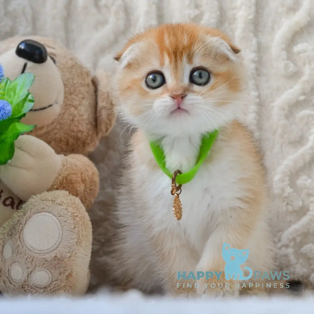 Ivo Scottish Fold male black golden shaded live animals