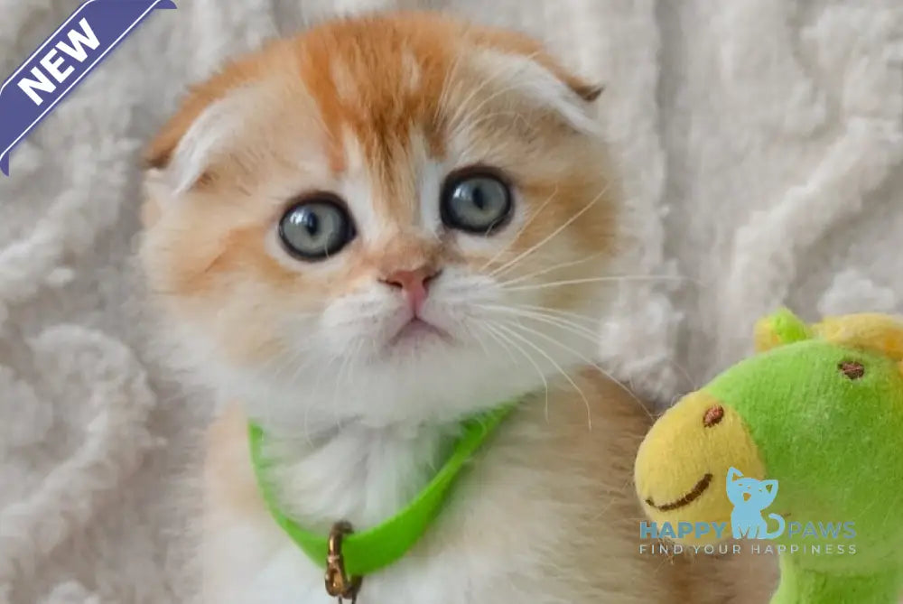 Ivo Scottish Fold male black golden shaded live animals