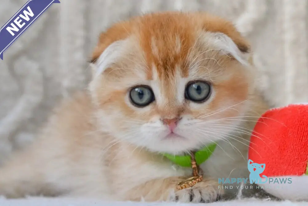 Ivo Scottish Fold male black golden shaded live animals