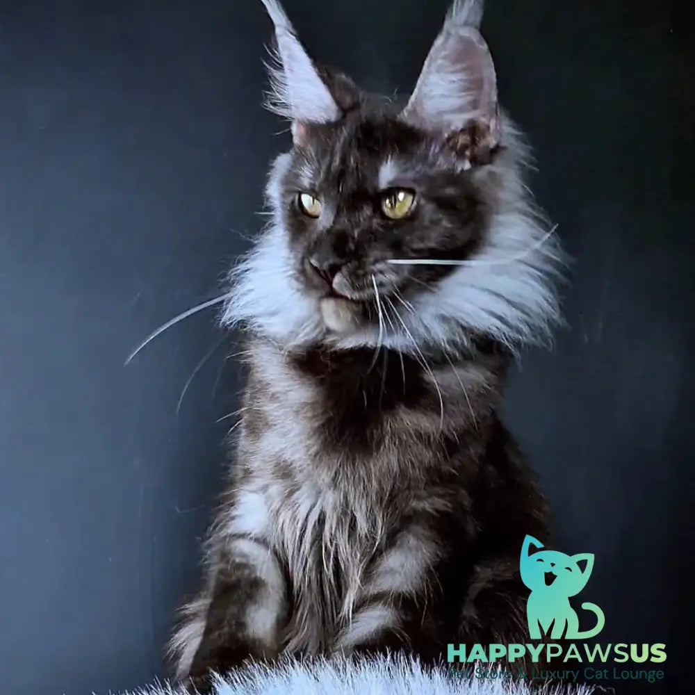 Ivolga Maine Coon female black silver - live animals