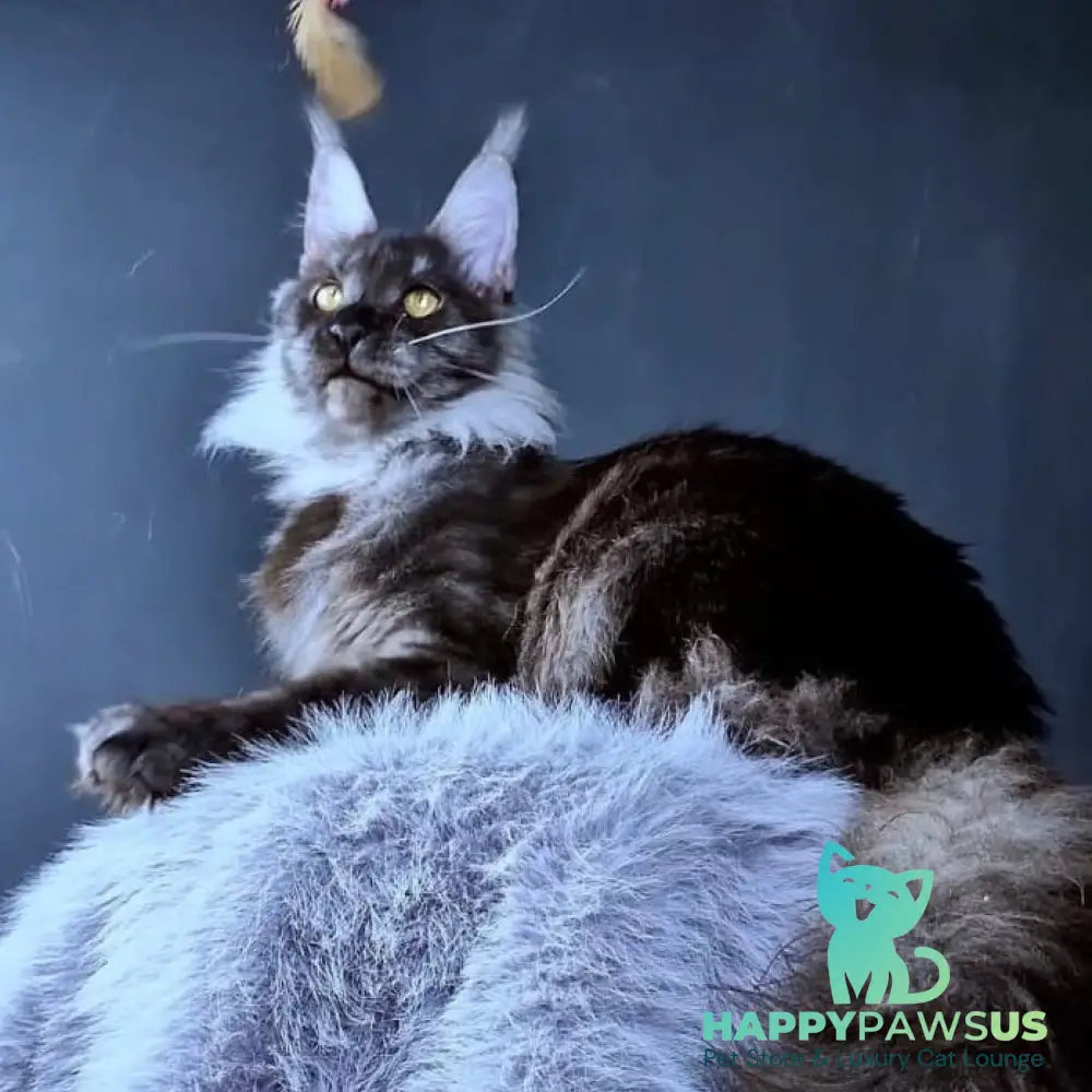 Ivolga Maine Coon female black silver - live animals