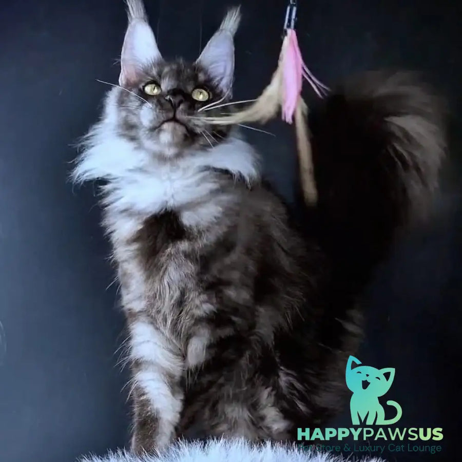 Ivolga Maine Coon female black silver - live animals