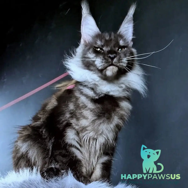 Ivolga Maine Coon female black silver - live animals