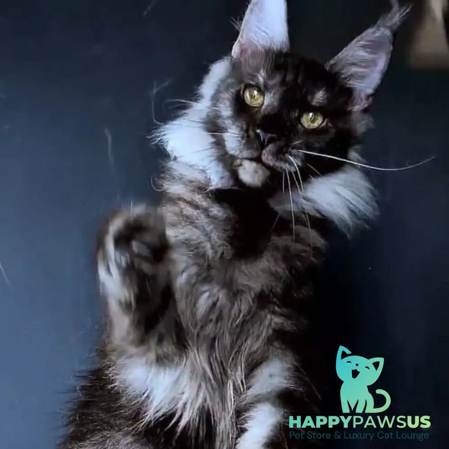 Ivolga Maine Coon female black silver - live animals
