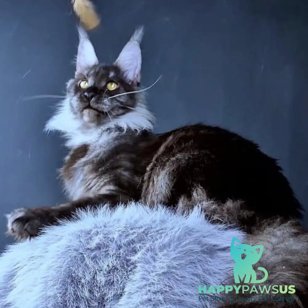 Ivolga Maine Coon female black silver - live animals