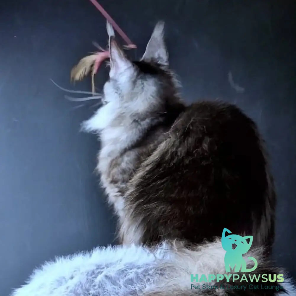 Ivolga Maine Coon female black silver - live animals
