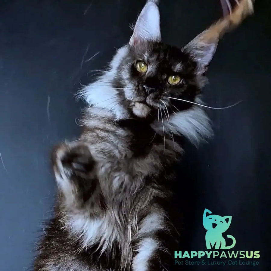 Ivolga Maine Coon female black silver - live animals