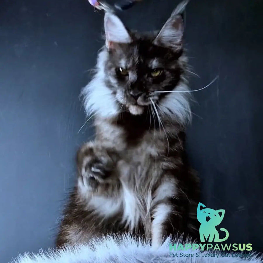 Ivolga Maine Coon female black silver - live animals