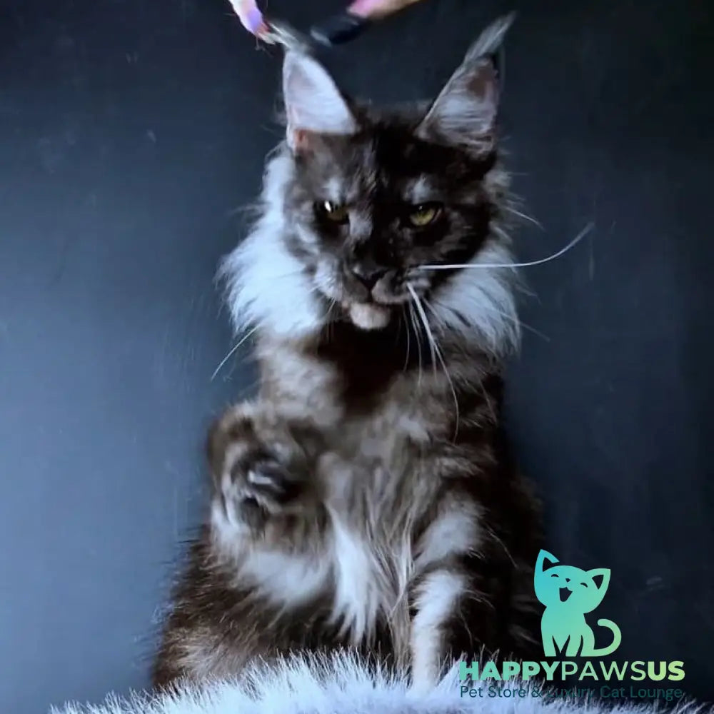 Ivolga Maine Coon female black silver - live animals