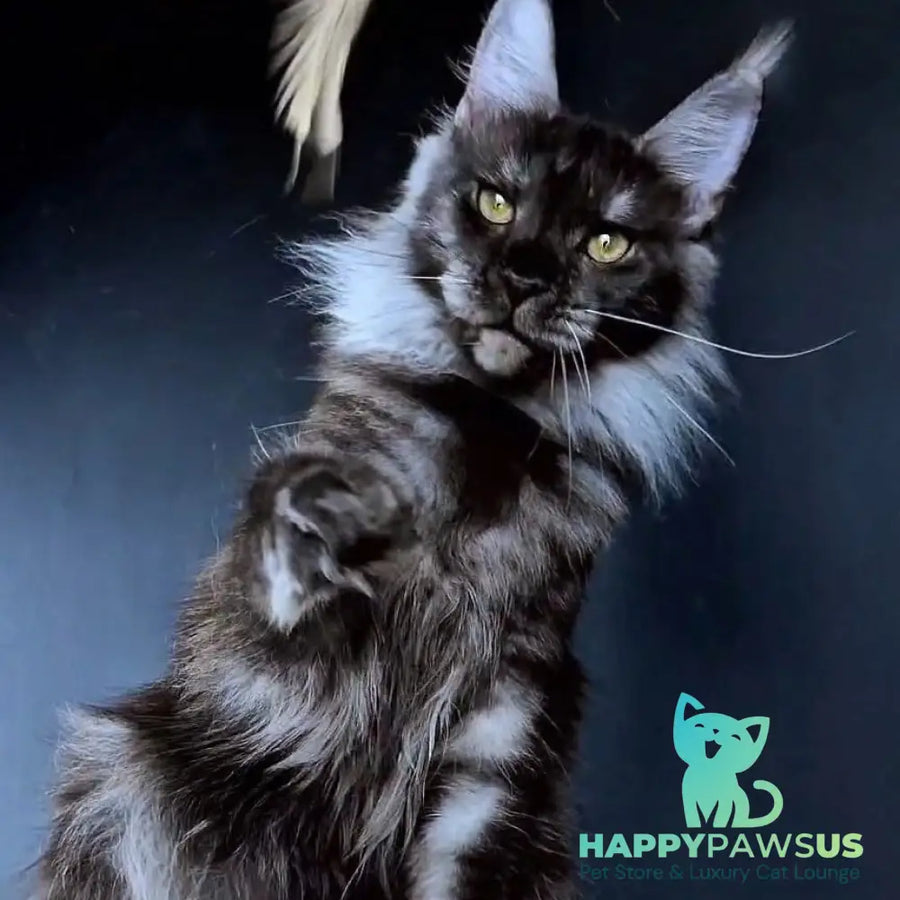 Ivolga Maine Coon female black silver - live animals