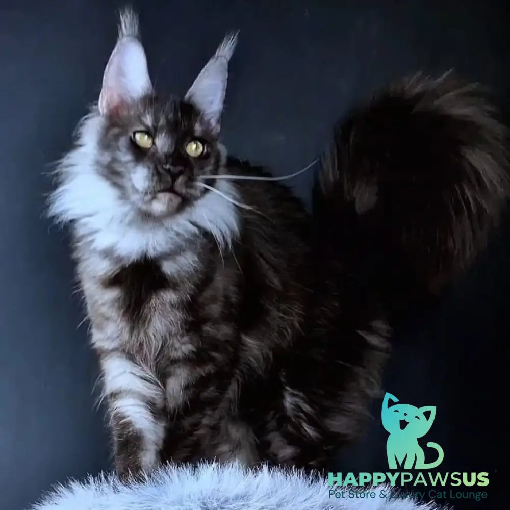 Ivolga Maine Coon female black silver - live animals