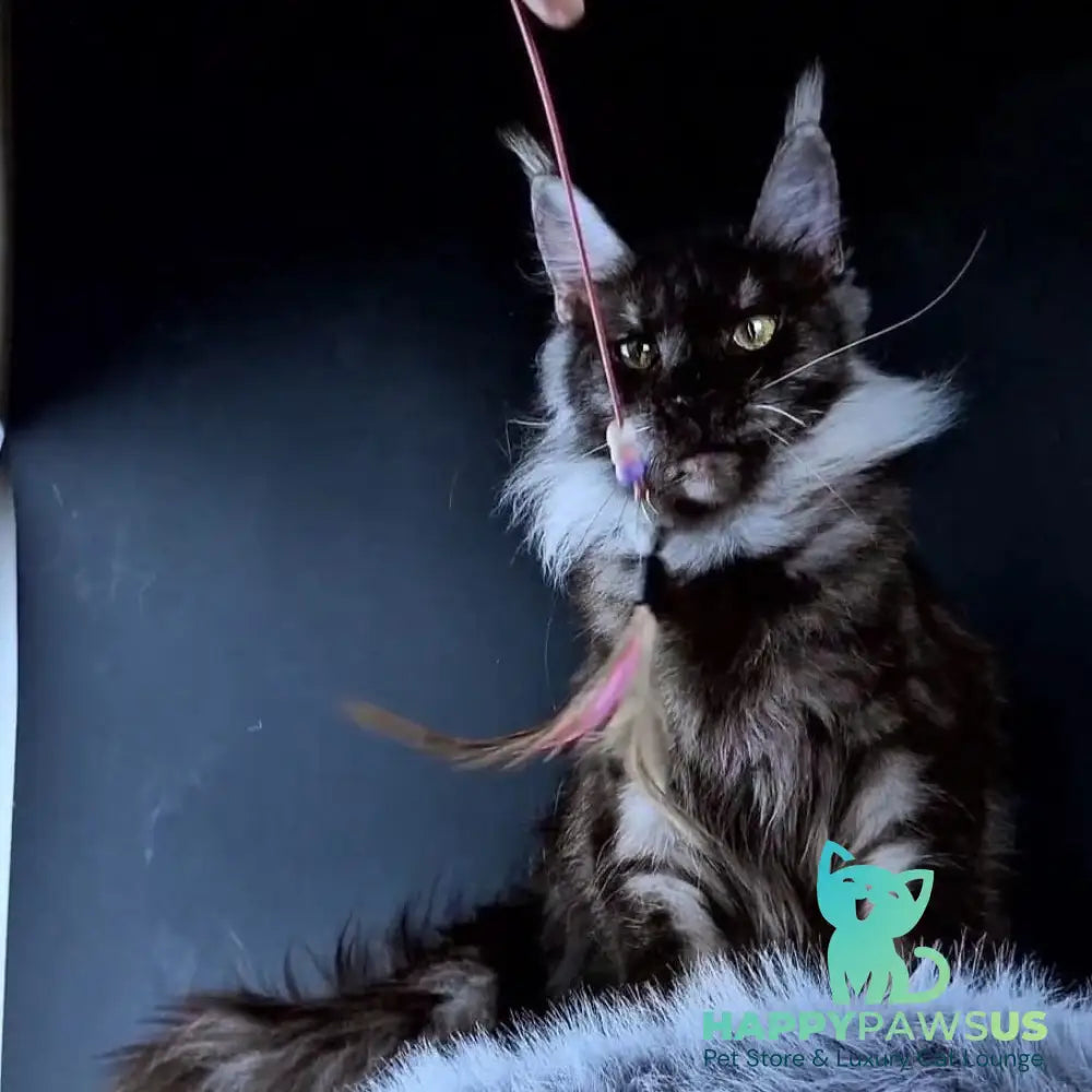 Ivolga Maine Coon female black silver - live animals