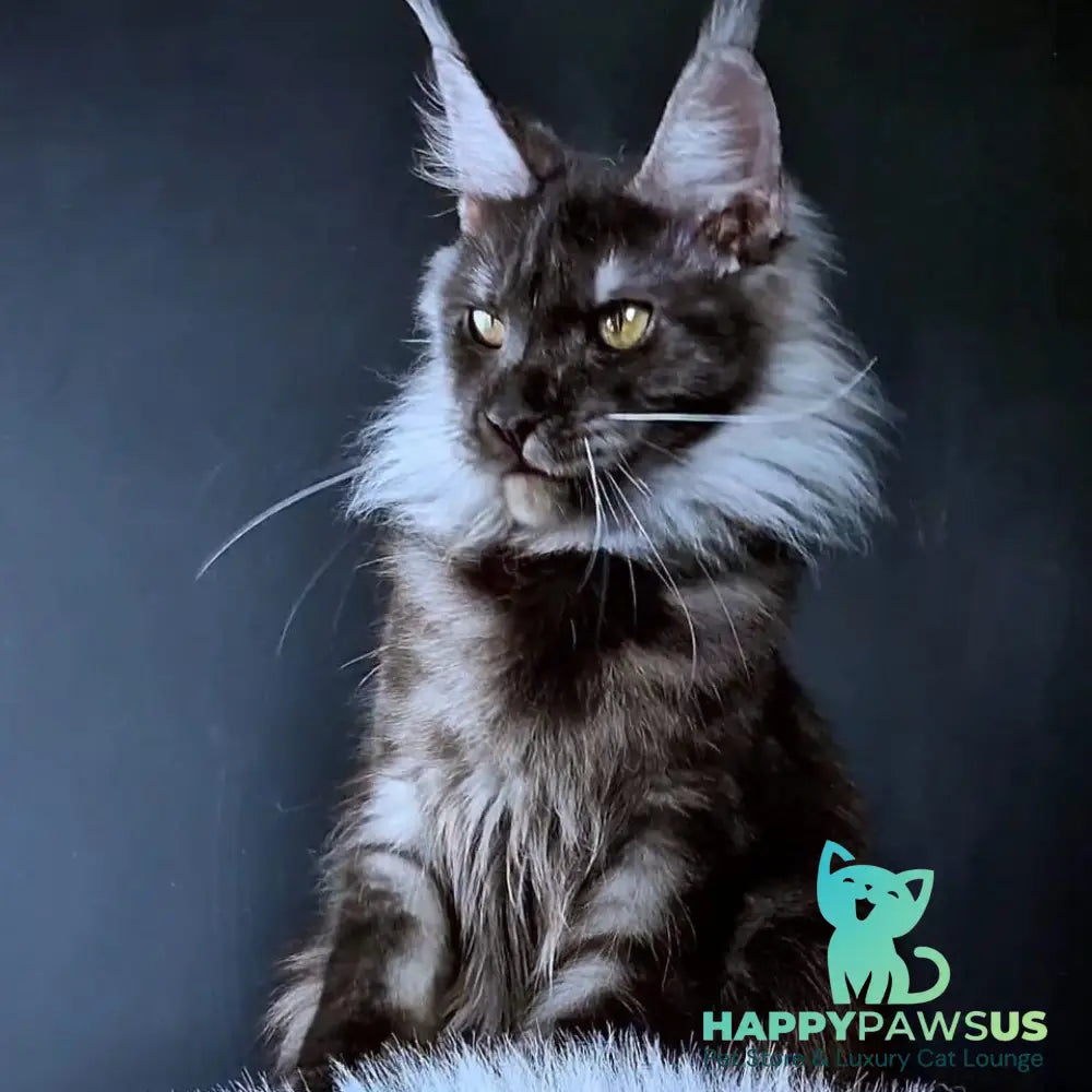 Ivolga Maine Coon female black silver - live animals