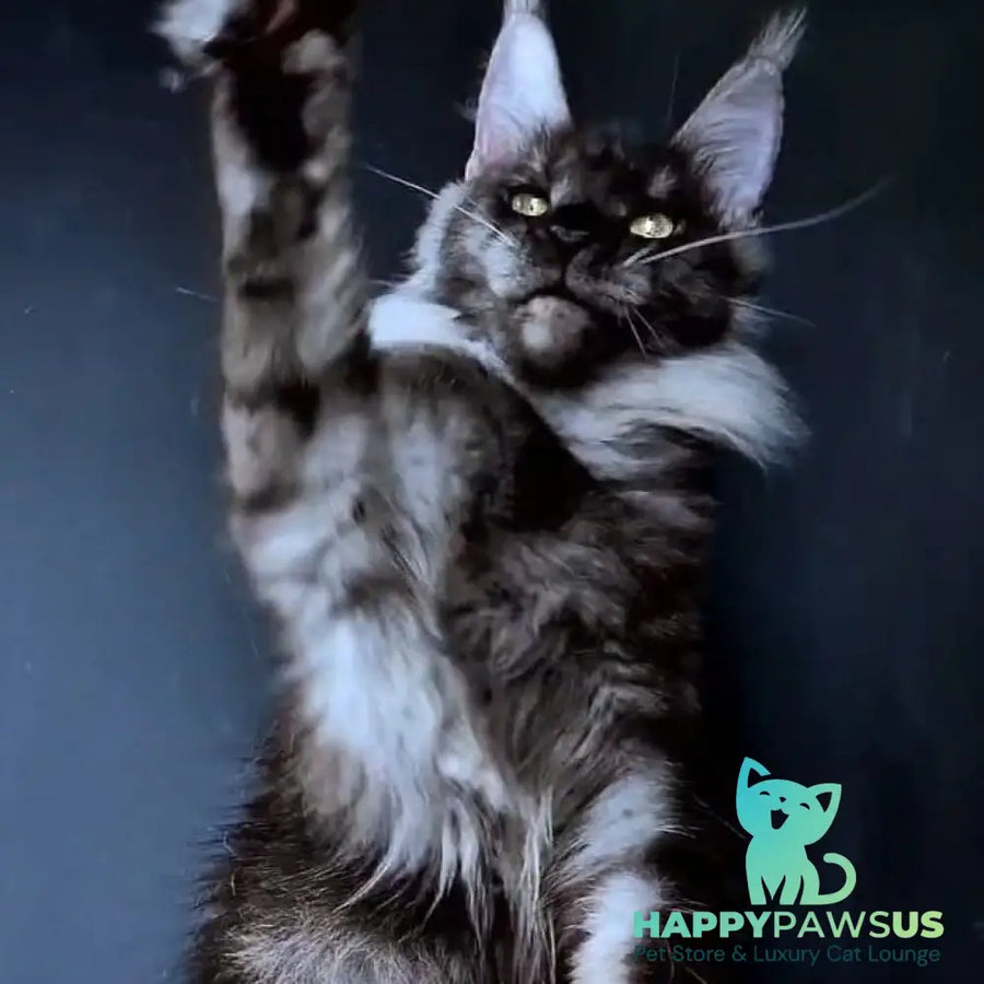 Ivolga Maine Coon female black silver - live animals