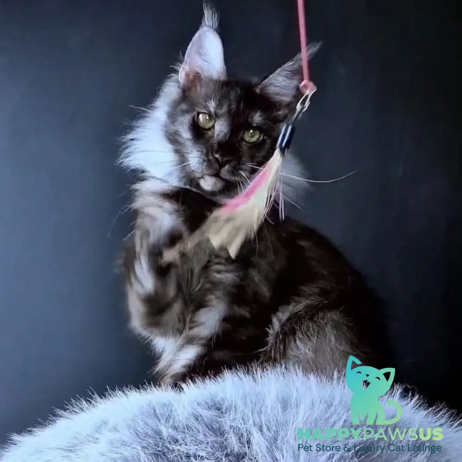 Ivolga Maine Coon female black silver - live animals