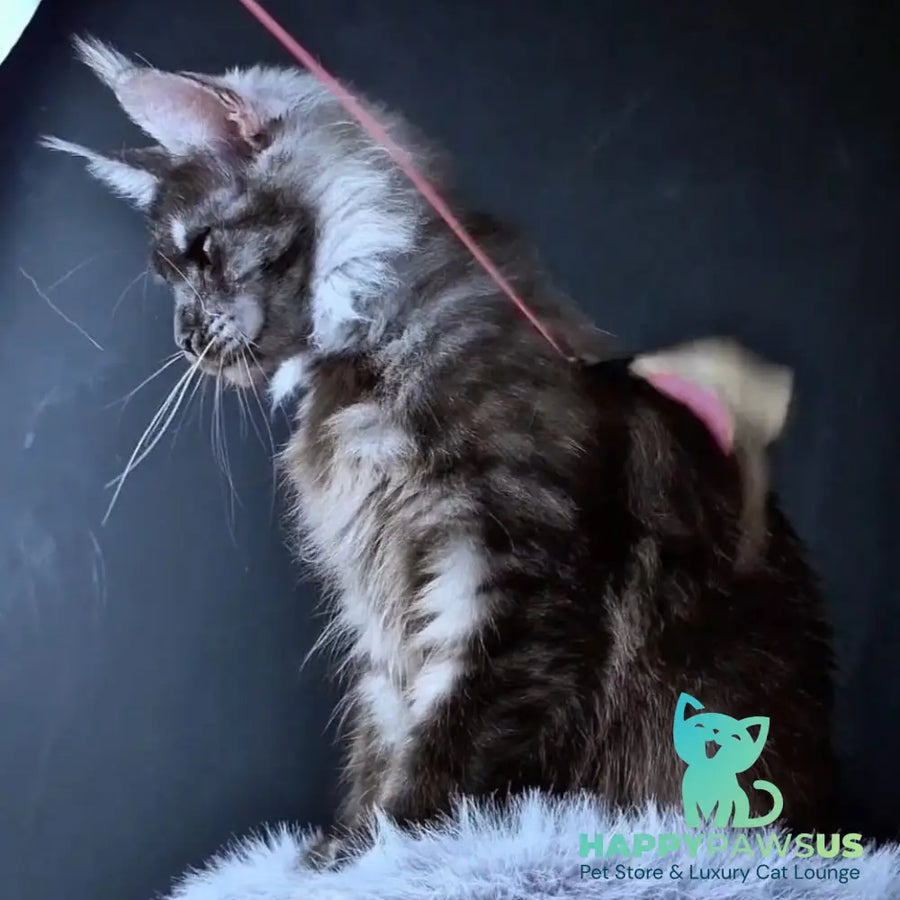 Ivolga Maine Coon female black silver - live animals