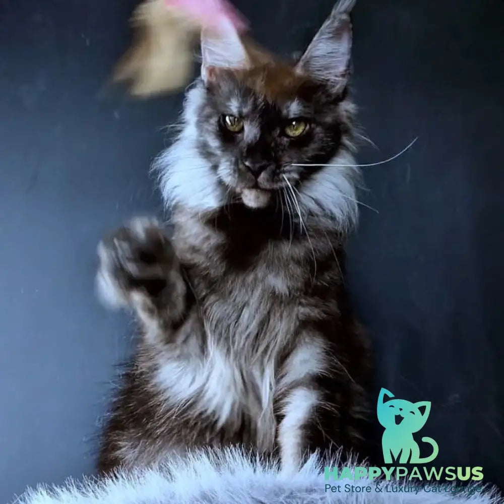 Ivolga Maine Coon female black silver - live animals