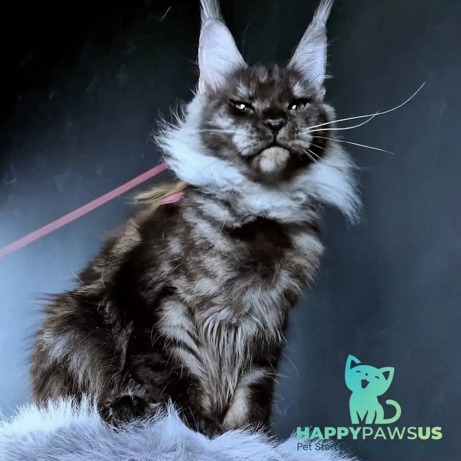 Ivolga Maine Coon female black silver - live animals