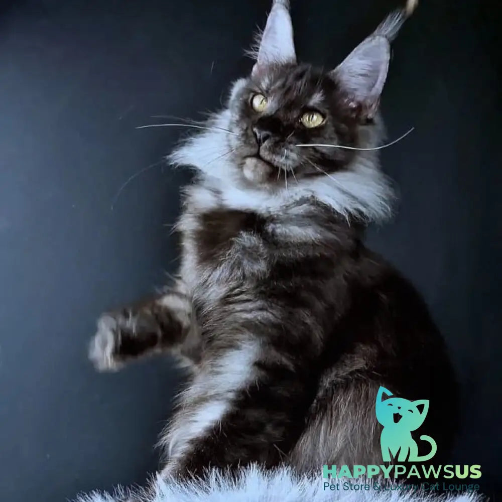 Ivolga Maine Coon female black silver - live animals