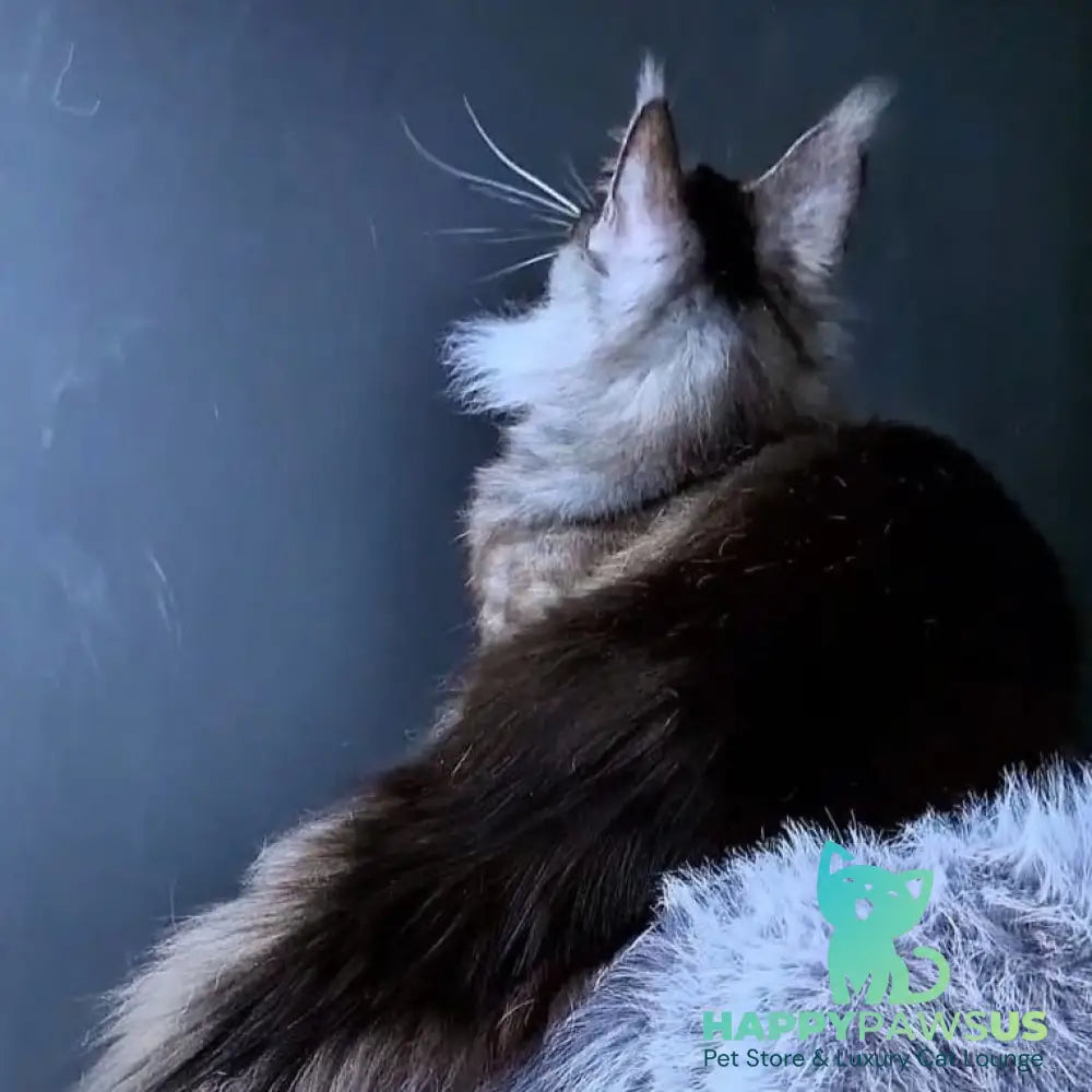 Ivolga Maine Coon female black silver - live animals