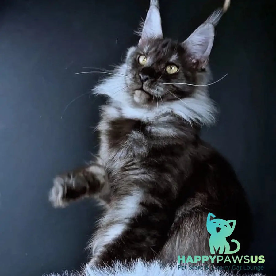 Ivolga Maine Coon female black silver - live animals