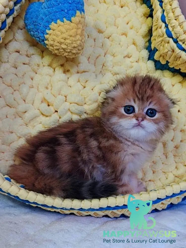 Ivon Scottish Fold male black golden tabby live animals