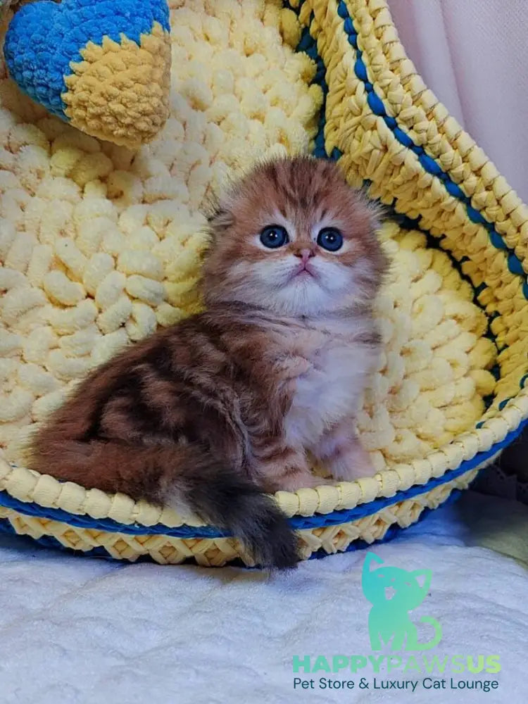 Ivon Scottish Fold male black golden tabby live animals