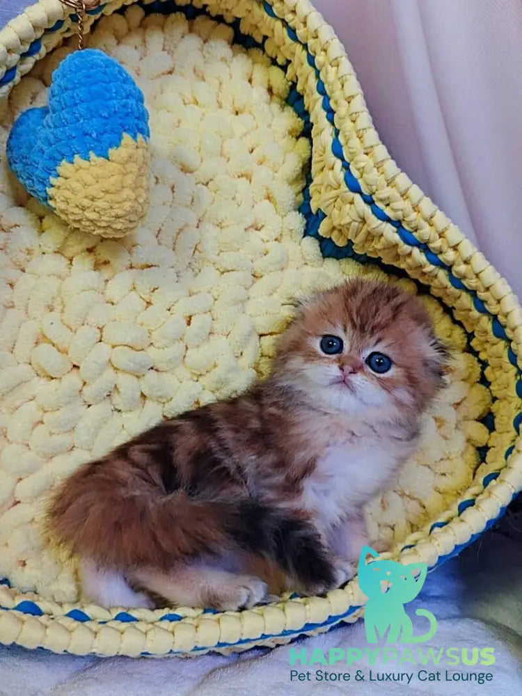 Ivon Scottish Fold male black golden tabby live animals