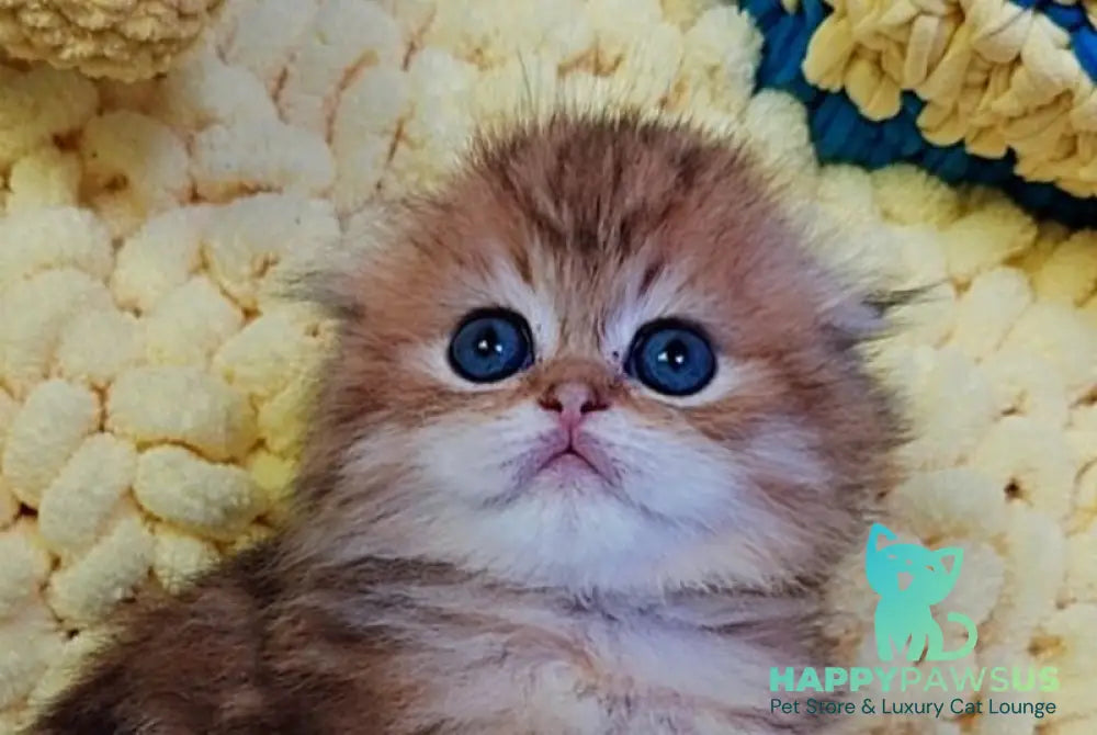 Ivon Scottish Fold male black golden tabby live animals
