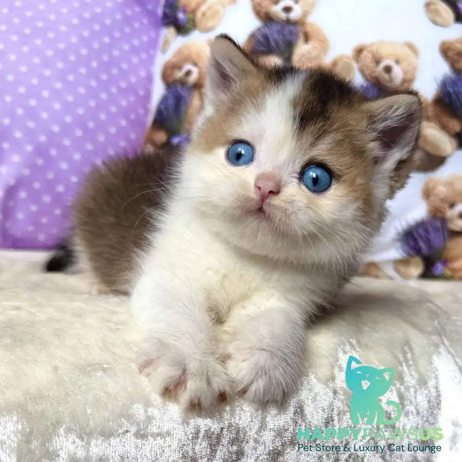 Ivona British Shorthair female black golden ticked tabby bicolour - live animals