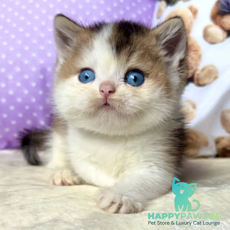 Ivona British Shorthair female black golden ticked tabby bicolour - live animals