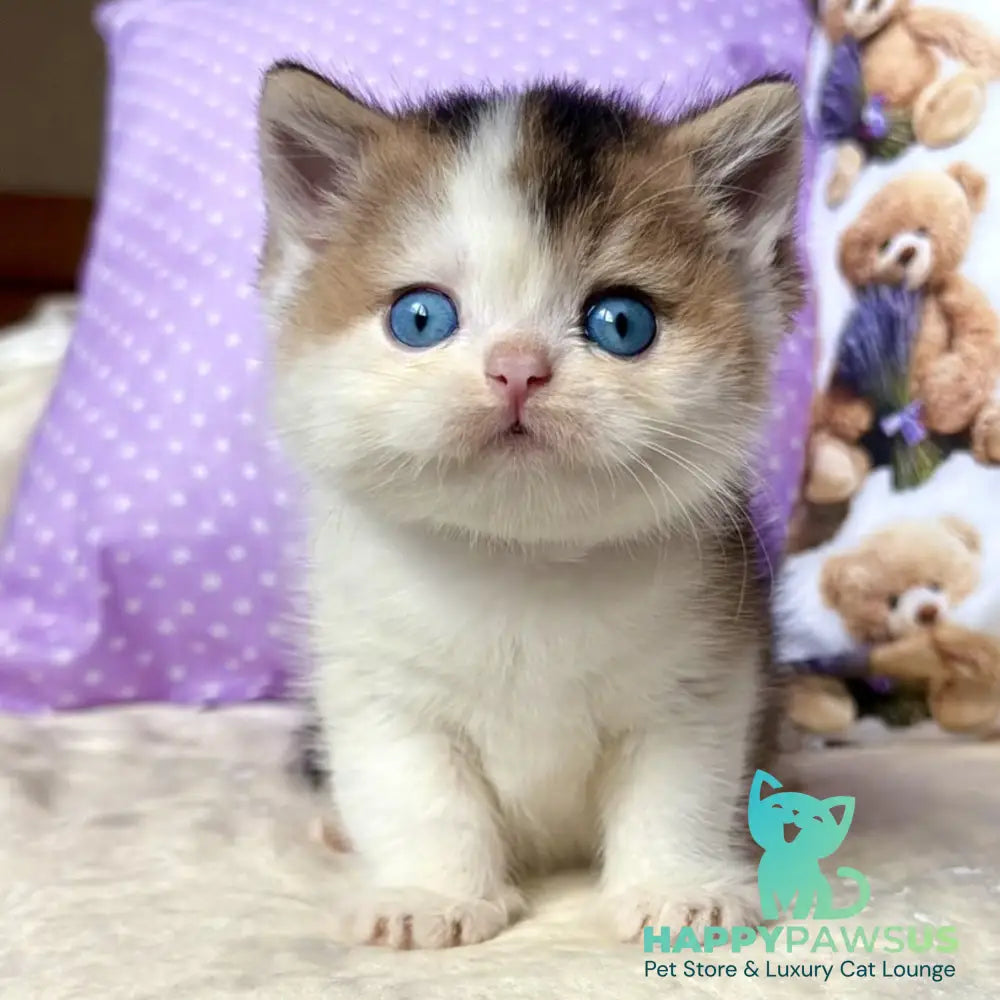 Ivona British Shorthair female black golden ticked tabby bicolour - live animals