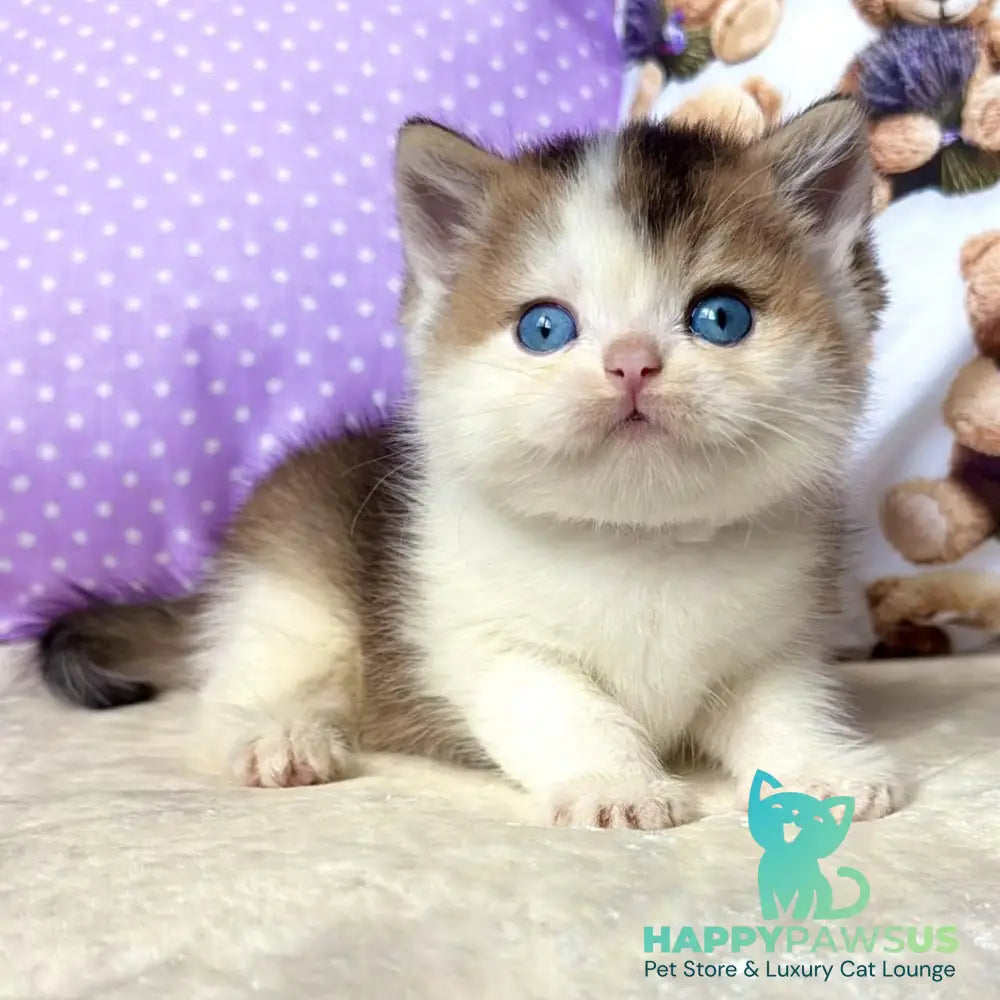 Ivona British Shorthair female black golden ticked tabby bicolour - live animals