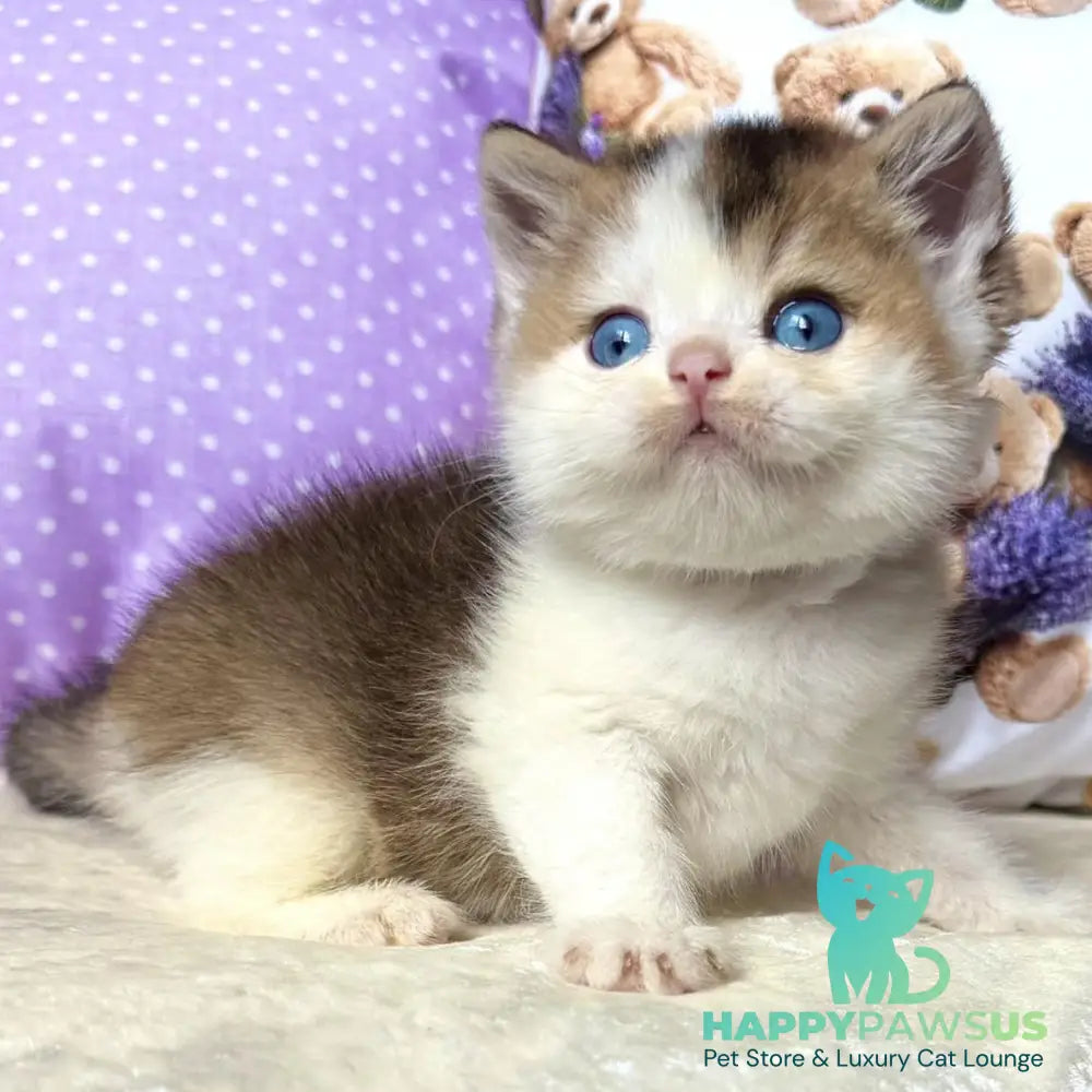 Ivona British Shorthair female black golden ticked tabby bicolour - live animals