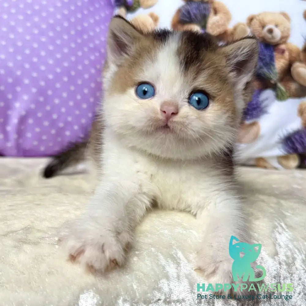 Ivona British Shorthair female black golden ticked tabby bicolour - live animals