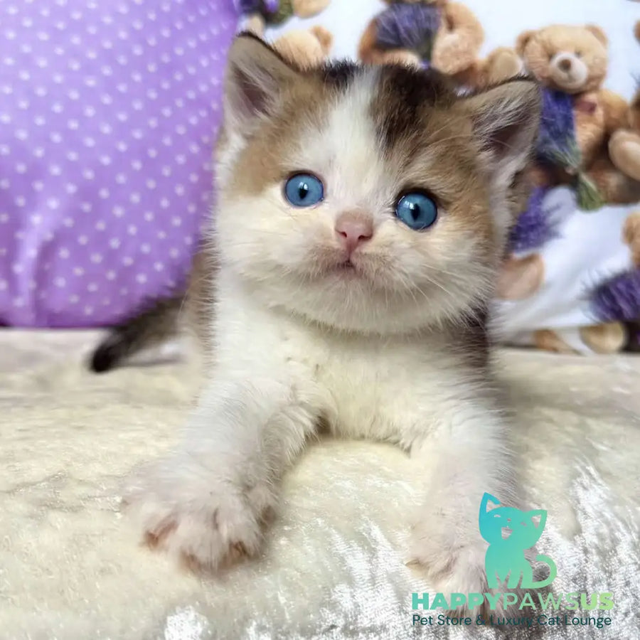 Ivona British Shorthair female black golden ticked tabby bicolour - live animals